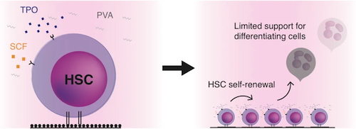 Haematopoietic stem cell schema